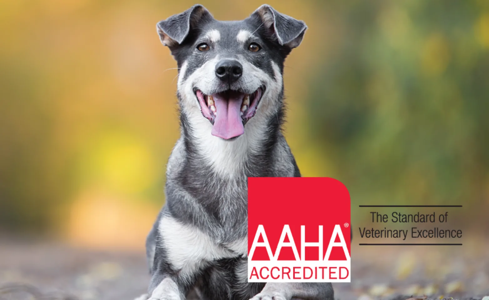 AAHA accreditation